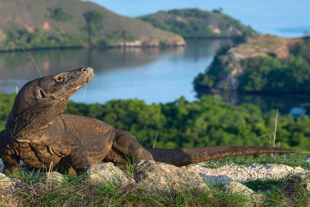 Komodo Bucket List